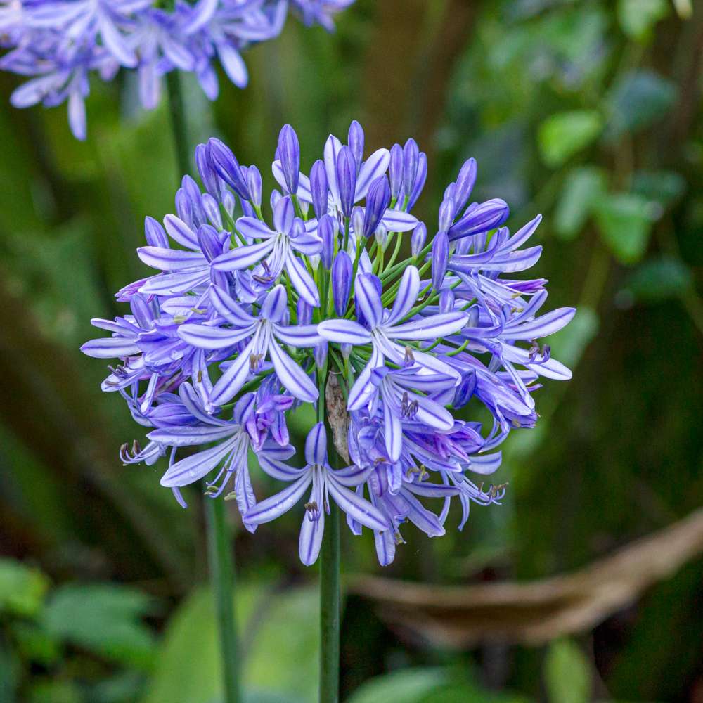 Agapanthus 'Africanus'